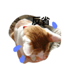 猫 ネコねこのみぃた（個別スタンプ：21）