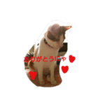 猫 ネコねこのみぃた（個別スタンプ：22）