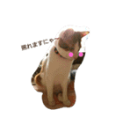 猫 ネコねこのみぃた（個別スタンプ：23）