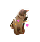 猫 ネコねこのみぃた（個別スタンプ：24）