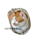 猫 ネコねこのみぃた（個別スタンプ：25）