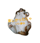 猫 ネコねこのみぃた（個別スタンプ：26）