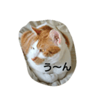 猫 ネコねこのみぃた（個別スタンプ：27）