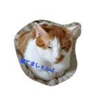 猫 ネコねこのみぃた（個別スタンプ：29）