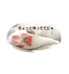 猫 ネコねこのみぃた（個別スタンプ：30）