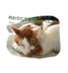 猫 ネコねこのみぃた（個別スタンプ：32）