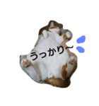 猫 ネコねこのみぃた（個別スタンプ：33）