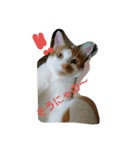 猫 ネコねこのみぃた（個別スタンプ：35）