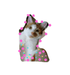 猫 ネコねこのみぃた（個別スタンプ：36）