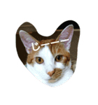 猫 ネコねこのみぃた（個別スタンプ：38）