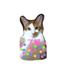 猫 ネコねこのみぃた（個別スタンプ：39）