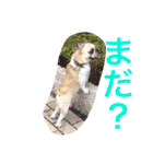 フレンチブルドッグのmimo①（個別スタンプ：8）