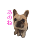 フレンチブルドッグのmimo①（個別スタンプ：17）