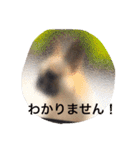 フレンチブルドッグのmimo①（個別スタンプ：19）