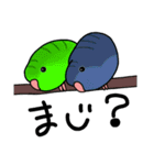 可愛いサザナミインコ達（個別スタンプ：20）