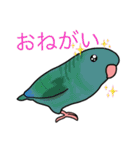 可愛いサザナミインコ達（個別スタンプ：24）