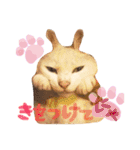 shironeko lucky 2（個別スタンプ：3）