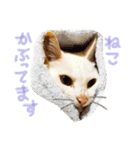 shironeko lucky 2（個別スタンプ：4）