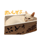 shironeko lucky 2（個別スタンプ：5）