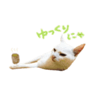 shironeko lucky 2（個別スタンプ：9）