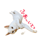 shironeko lucky 2（個別スタンプ：13）