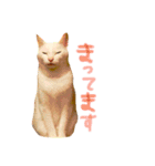 shironeko lucky 2（個別スタンプ：18）
