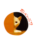shironeko lucky 2（個別スタンプ：22）