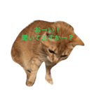 無愛想なねこ（個別スタンプ：1）