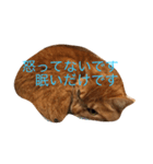 無愛想なねこ（個別スタンプ：2）