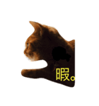 無愛想なねこ（個別スタンプ：3）