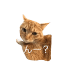 無愛想なねこ（個別スタンプ：5）