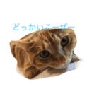 無愛想なねこ（個別スタンプ：6）