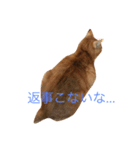 無愛想なねこ（個別スタンプ：7）