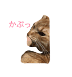 無愛想なねこ（個別スタンプ：8）