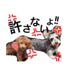 CHIRO Tiny poodle 5（個別スタンプ：1）