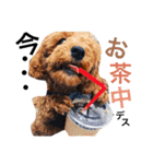 CHIRO Tiny poodle 5（個別スタンプ：2）