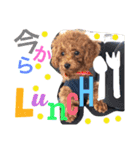 CHIRO Tiny poodle 5（個別スタンプ：4）