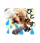 CHIRO Tiny poodle 5（個別スタンプ：5）