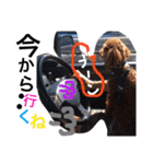 CHIRO Tiny poodle 5（個別スタンプ：7）