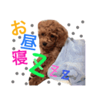 CHIRO Tiny poodle 5（個別スタンプ：8）