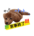 CHIRO Tiny poodle 5（個別スタンプ：9）