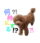 CHIRO Tiny poodle 5（個別スタンプ：10）