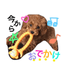 CHIRO Tiny poodle 5（個別スタンプ：11）