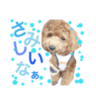 CHIRO Tiny poodle 5（個別スタンプ：12）