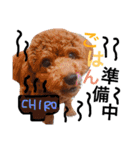 CHIRO Tiny poodle 5（個別スタンプ：13）