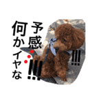 CHIRO Tiny poodle 5（個別スタンプ：14）