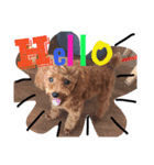 CHIRO Tiny poodle 5（個別スタンプ：15）