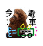 CHIRO Tiny poodle 5（個別スタンプ：16）