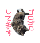 ブランカじぃさん（個別スタンプ：1）