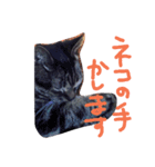 ブランカじぃさん（個別スタンプ：3）